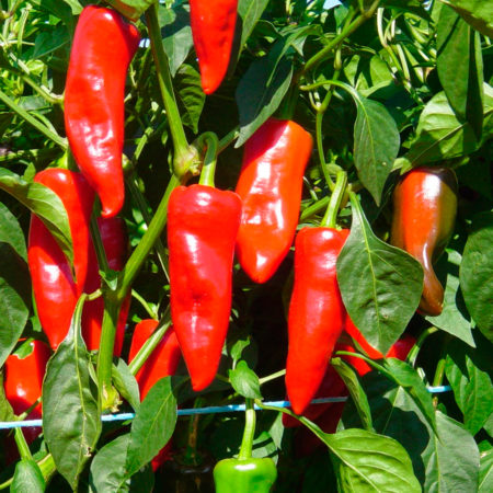Piment Basque variété gorria plants x 4u