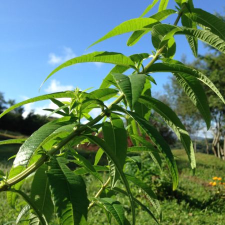 Tisane verveine sèche 30 g