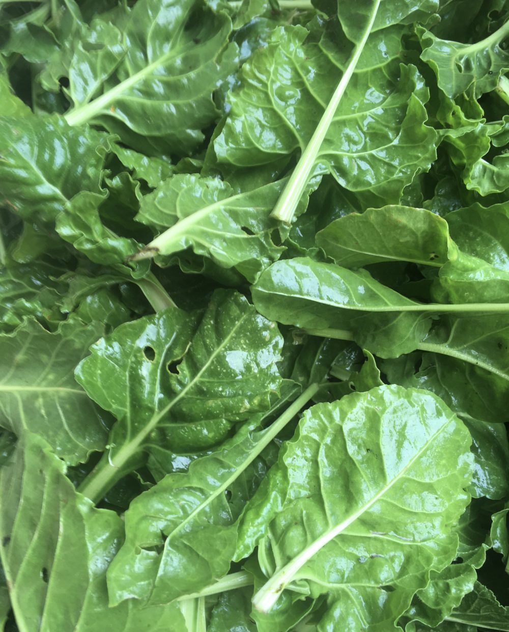 Epinard plein champ 100g