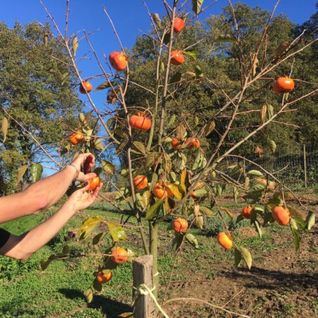 Légumes Permaculture